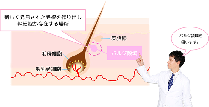 バルジ領域とは